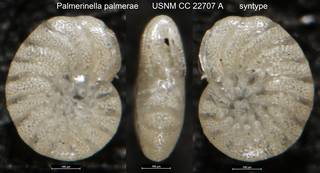 To NMNH Paleobiology Collection (Palmerinella palmerae USNM CC 22707 A syntype)