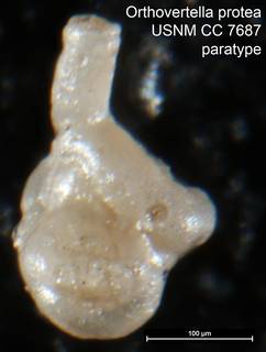 To NMNH Paleobiology Collection (Orthovertella protea USNM CC 7687 paratype)