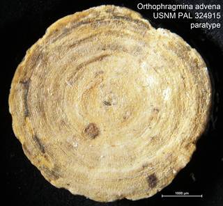 To NMNH Paleobiology Collection (Orthophragmina advena USNM PAL 324915 paratype)