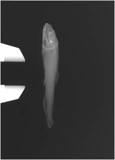 To NMNH Extant Collection (usnm_31861_Bathylagus_compsus_type_radiograph)
