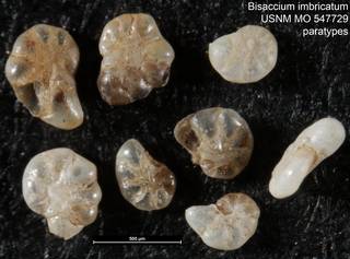 To NMNH Paleobiology Collection (Bisaccium imbricatum USNM MO 547729 paratypes)