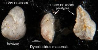 To NMNH Paleobiology Collection (Dyocibicides maoensis USNM CC 63368 holotype and CC 63369 paratypes)