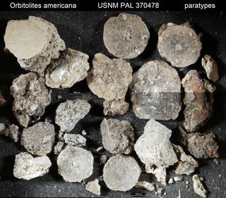 To NMNH Paleobiology Collection (Orbitolites americana USNM PAL 370478 paratypes)