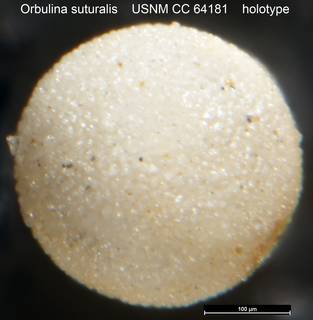 To NMNH Paleobiology Collection (Orbulina suturalis USNM CC 64181 holotype)