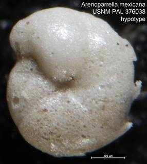 To NMNH Paleobiology Collection (Arenoparrella mexicana USNM PAL 376038 hypotype)