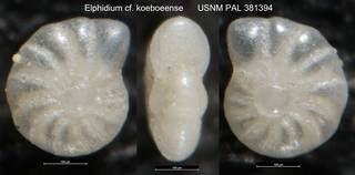 To NMNH Paleobiology Collection (Elphidium cf. koeboeense USNM PAL 381394)