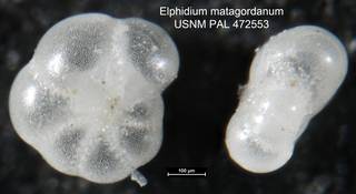 To NMNH Paleobiology Collection (Elphidium matagordanum USNM PAL 472553 close up)