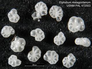 To NMNH Paleobiology Collection (Elphidium matagordanum USNM PAL 472553)