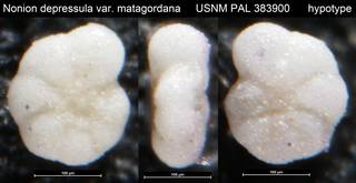 To NMNH Paleobiology Collection (Nonion depressula var. matagordana USNM PAL 383900 hypotype)