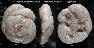 To NMNH Paleobiology Collection (Tiphotrocha comprimata USNM MO 626401 hypotype)
