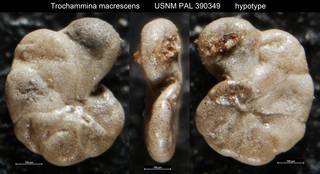 To NMNH Paleobiology Collection (Trochammina macrescens USNM PAL 390349 hypotype)