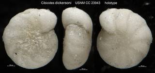 To NMNH Paleobiology Collection (Cibicides dickersoni USNM CC 23943 holotype)