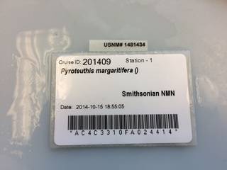 To NMNH Extant Collection (IZ_1481434)