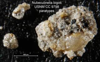 To NMNH Paleobiology Collection (Nubeculinella bigoti USNM CC 9798 paratypes)