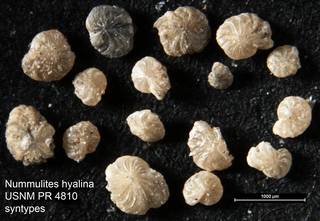 To NMNH Paleobiology Collection (Nummulites hyalina USNM PR 4810 syntypes)