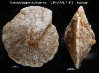 To NMNH Paleobiology Collection (Nummulostegina ardmorensis USNM PAL 71375 holotype)