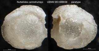 To NMNH Paleobiology Collection (Nuttallides carinotrumpyi USNM MO 689036 paratype)