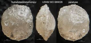 To NMNH Paleobiology Collection (Nuttallides cretatrumpyi USNM MO 689028 paratype)