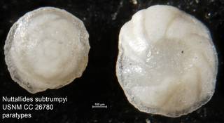 To NMNH Paleobiology Collection (Nuttallides subtrumpyi USNM CC 26780 paratypes)