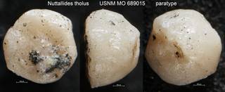 To NMNH Paleobiology Collection (Nuttallides tholus USNM MO 689015 paratype)