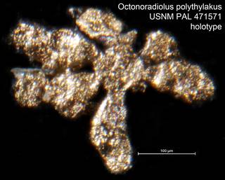 To NMNH Paleobiology Collection (Octonoradiolus polythylakus USNM PAL 471571 holotype)