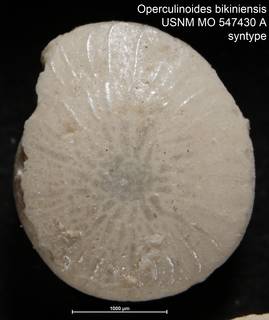 To NMNH Paleobiology Collection (Operculinoides bikiniensis USNM MO 547430 A syntype)