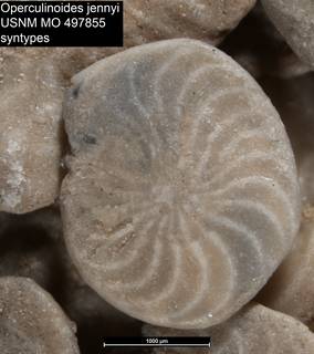 To NMNH Paleobiology Collection (Operculinoides jennyi USNM MO 497855 syntypes close)