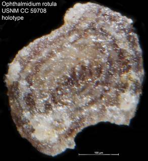 To NMNH Paleobiology Collection (Ophthalmidium rotula USNM CC 59708 holotype)