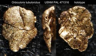 To NMNH Paleobiology Collection (Orbiculoris tubulorictus USNM PAL 471316 holotype)