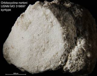 To NMNH Paleobiology Collection (Orbitocyclina nortoni USNM MO 318697 syntype)