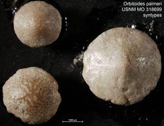 To NMNH Paleobiology Collection (Orbitoides palmeri USNM MO 318699 syntypes)