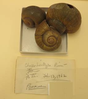 To NMNH Extant Collection (NMNH 1484892)