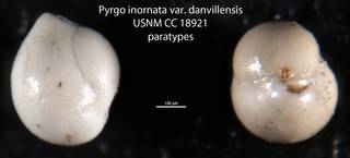 To NMNH Paleobiology Collection (Pyrgo inornata var. danvillensis USNM CC 18921 paratypes)
