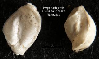 To NMNH Paleobiology Collection (Pyrgo hachijensis USNM PAL 371217 paratypes)
