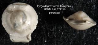 To NMNH Paleobiology Collection (Pyrgo depressa var. tomiyensis USNM PAL 371216 paratypes)