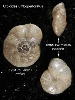 To NMNH Paleobiology Collection (Cibicides umboperforatus USNM PAL 208917 holotype and PAL 208918 paratypes)