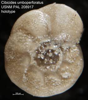 To NMNH Paleobiology Collection (Cibicides umboperforatus USNM PAL 208917 holotype)
