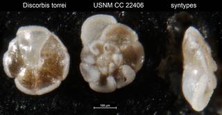 To NMNH Paleobiology Collection (Discorbis torrei USNM CC 22406 syntypes)