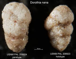 To NMNH Paleobiology Collection (Dorothia nana USNM PAL 208923 holotype and 208924 paratype)