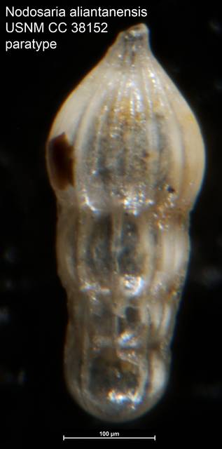 To NMNH Paleobiology Collection (Nodosaria aliantanensis USNM CC 38152 paratype)