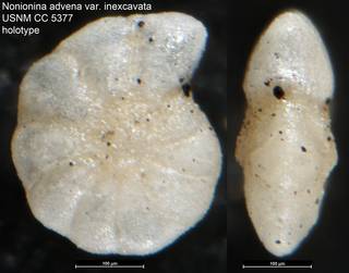 To NMNH Paleobiology Collection (Nonionina advena var. inexcavata USNM CC 5377 holotype)