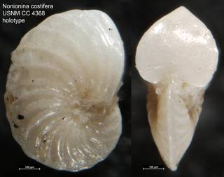 To NMNH Paleobiology Collection (Nonionina costifera USNM CC 4368 holotype)
