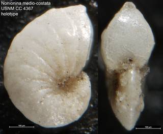 To NMNH Paleobiology Collection (Nonionina medio-costata USNM CC 4367 holotype)