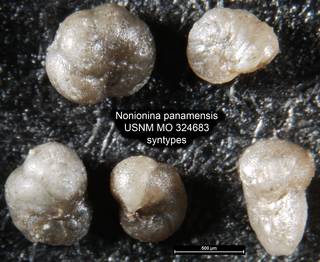 To NMNH Paleobiology Collection (Nonionina panamensis USNM MO 324683 syntypes)