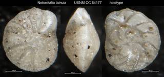 To NMNH Paleobiology Collection (Notorotalia tainuia USNM CC 64177 holotype)