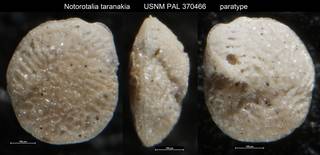 To NMNH Paleobiology Collection (Notorotalia taranakia USNM PAL 370466 paratype)