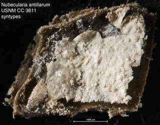 To NMNH Paleobiology Collection (Nubecularia antillarum USNM CC 3611 syntypes)