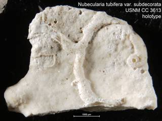 To NMNH Paleobiology Collection (Nubecularia tubifera var. subdecorata USNM CC 3613 holotype)