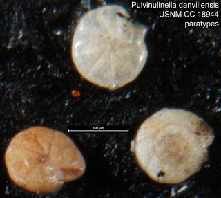 To NMNH Paleobiology Collection (Pulvinulinella danvillensis USNM CC 18944 paratypes)