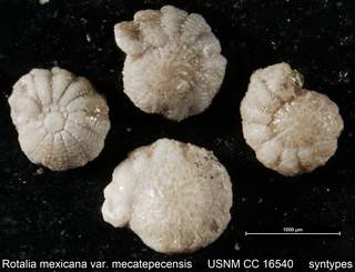 To NMNH Paleobiology Collection (Rotalia mexicana var. mecatepecensis USNM CC 16540 syntypes)